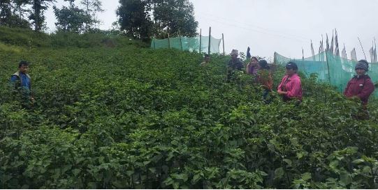 खुर्सानीबाट आर्थिक समृद्धि: पौवादुङ गाउँपालिकाको कृषिगत पहल