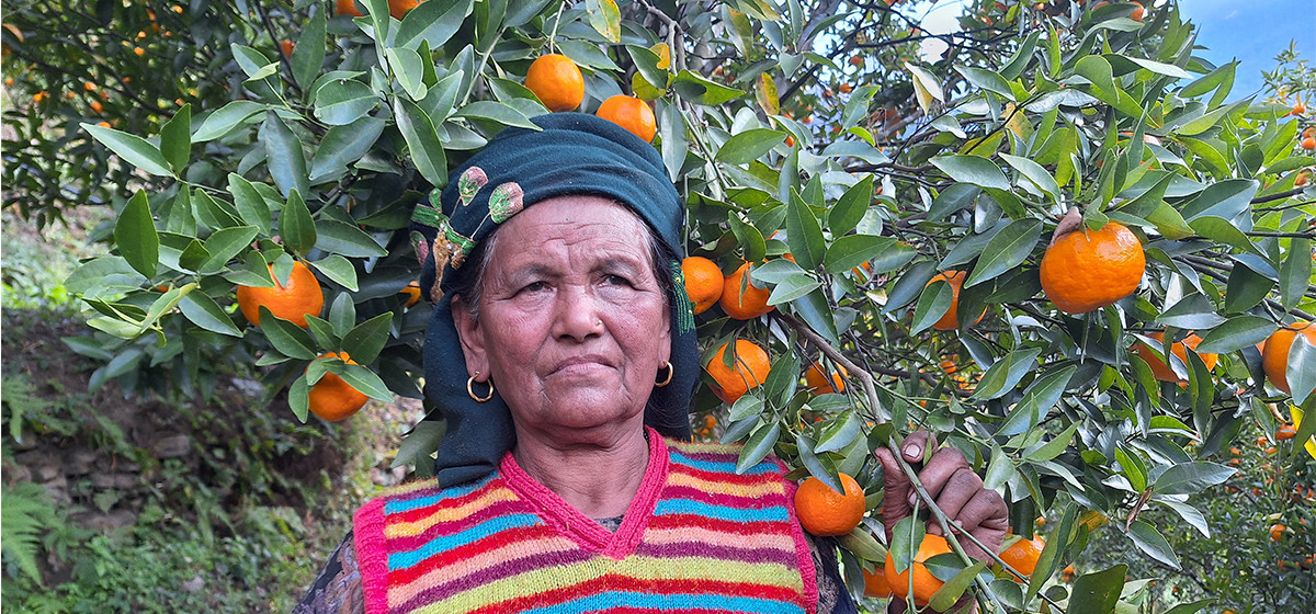 बेनी नगरपालिकामा सुन्तलाको आम्दानीले आत्मनिर्भर एकल महिला