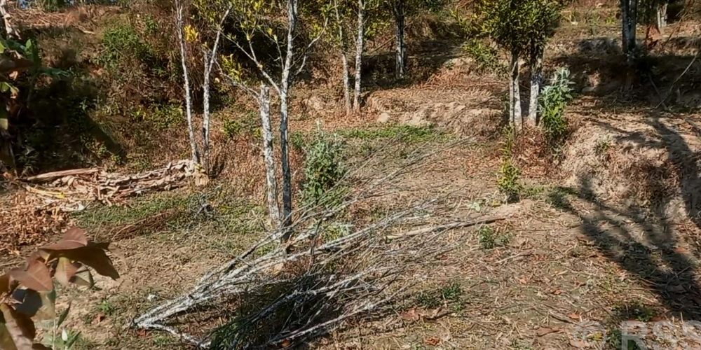 भोजपुर नगरपालिकामा सुन्तलाका बोट सुक्न थालेपछि किसान समस्यामा