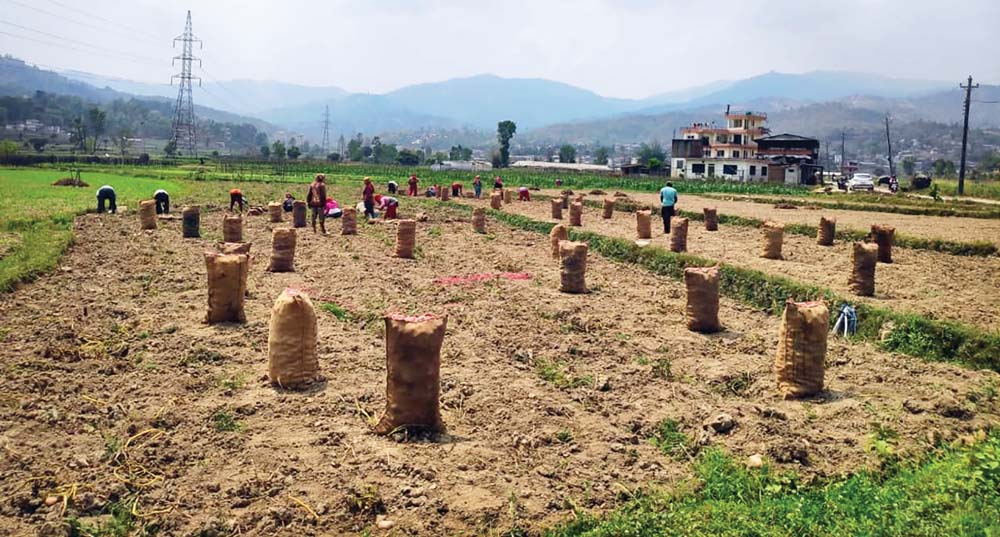 पाँचखाल नगरपालिकामा चुनावी एजेन्डा बन्यो आलुको मूल्य र मल अभाव