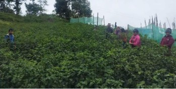 खुर्सानीबाट आर्थिक समृद्धि: पौवादुङ गाउँपालिकाको कृषिगत पहल