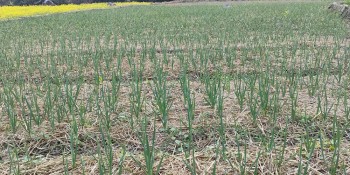 रुपा गाउँपालिकाको प्राथमिकतामा लसुन, प्याज र अदुवा खेती