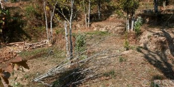 भोजपुर नगरपालिकामा सुन्तलाका बोट सुक्न थालेपछि किसान समस्यामा