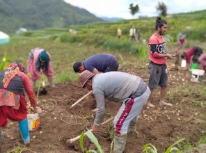 थाहा नगरपालिकामा आलु रोपाइँको चटारो, किसान दिनभर खेतमै
