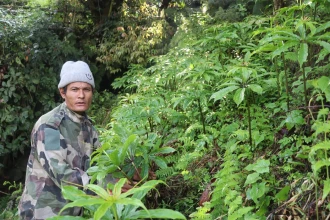 धवलागिरि गाउँपालिकामा जडीबुटीखेती विस्तार, किसानलाई पालिकाको साथ