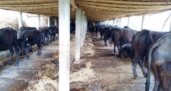 रत्ननगर र भरतपुर पालिकामा गाईभैँसीमा खोरेत संक्रमण