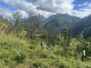 मोदी गाउँपालिकामा सुन्तलाखेती संकट, किसान वैकल्पिक बालीतर्फ