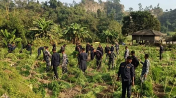 राक्सिराङ–कैलाश गाउँपालिकामा अवैध गाँजा र अफिमखेती फडानी