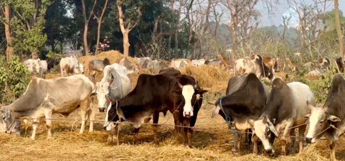 राप्ती सोनारी गाउँपालिकाद्वारा गाईभैँसी सुत्केरी भत्ता कार्यक्रम लागू