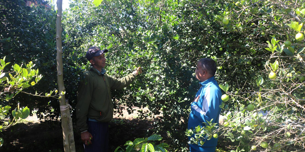 पौवादुङमा गाउँपालिकाको पहलमा बहुवर्षीय खेतीतर्फ किसान आकर्षित