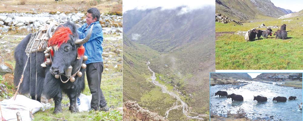 भोटखोला गाउँपालिकामा थुदाम जातिको जीवनशैली र सांस्कृतिक परम्परा