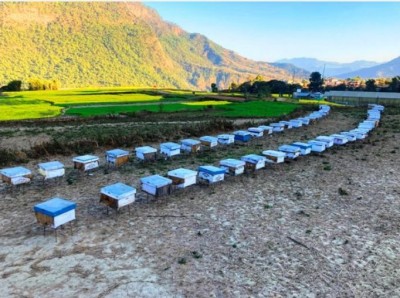 दाङको घोराही पालिकामा मौरीपालनले नयाँ उचाइ छोयो