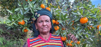 बेनी नगरपालिकामा सुन्तलाको आम्दानीले आत्मनिर्भर एकल महिला