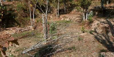 भोजपुर नगरपालिकामा सुन्तलाका बोट सुक्न थालेपछि किसान समस्यामा