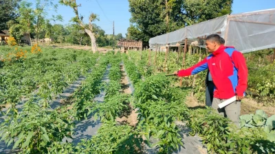 शुक्लाफाँटा नगरपालिकामा मल्चिङ प्रविधिबाट आत्मनिर्भर बन्दै मुक्तकमैया किसान