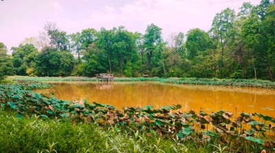 शुक्लाफाँटा नगरपालिकाको पुरैनातालमा व्यावसायिक माछापालन