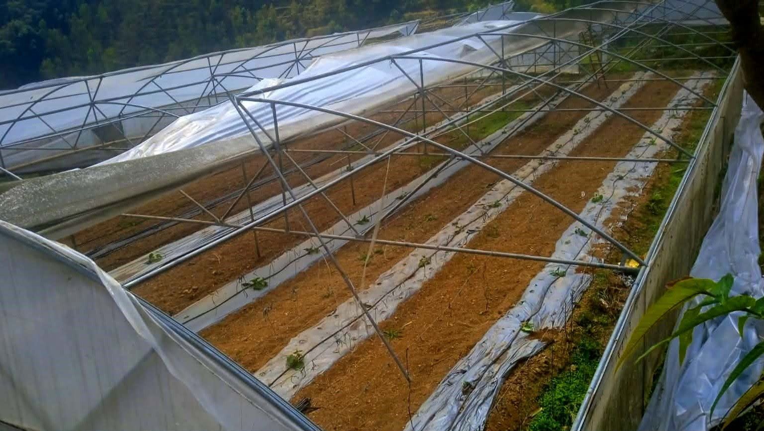 मानेभन्ज्याङ गाउँपालिकामा हावाहुरीले ठूलो कृषि क्षति, किसान मारमा