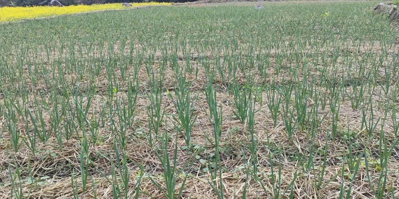 रुपा गाउँपालिकाको प्राथमिकतामा लसुन, प्याज र अदुवा खेती