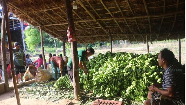 राप्तिसोनारी गाउँपालिकाको केरा खेती: निर्माण व्यवसायबाट कृषि आयाममा विकासको नयाँ चरण”