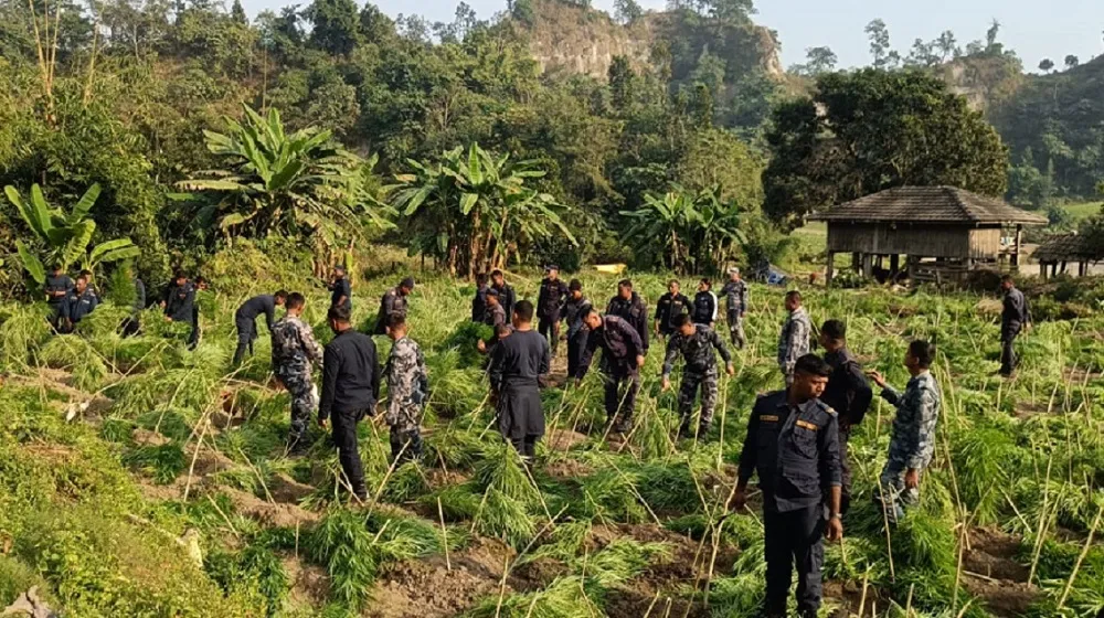 राक्सिराङ–कैलाश गाउँपालिकामा अवैध गाँजा र अफिमखेती फडानी